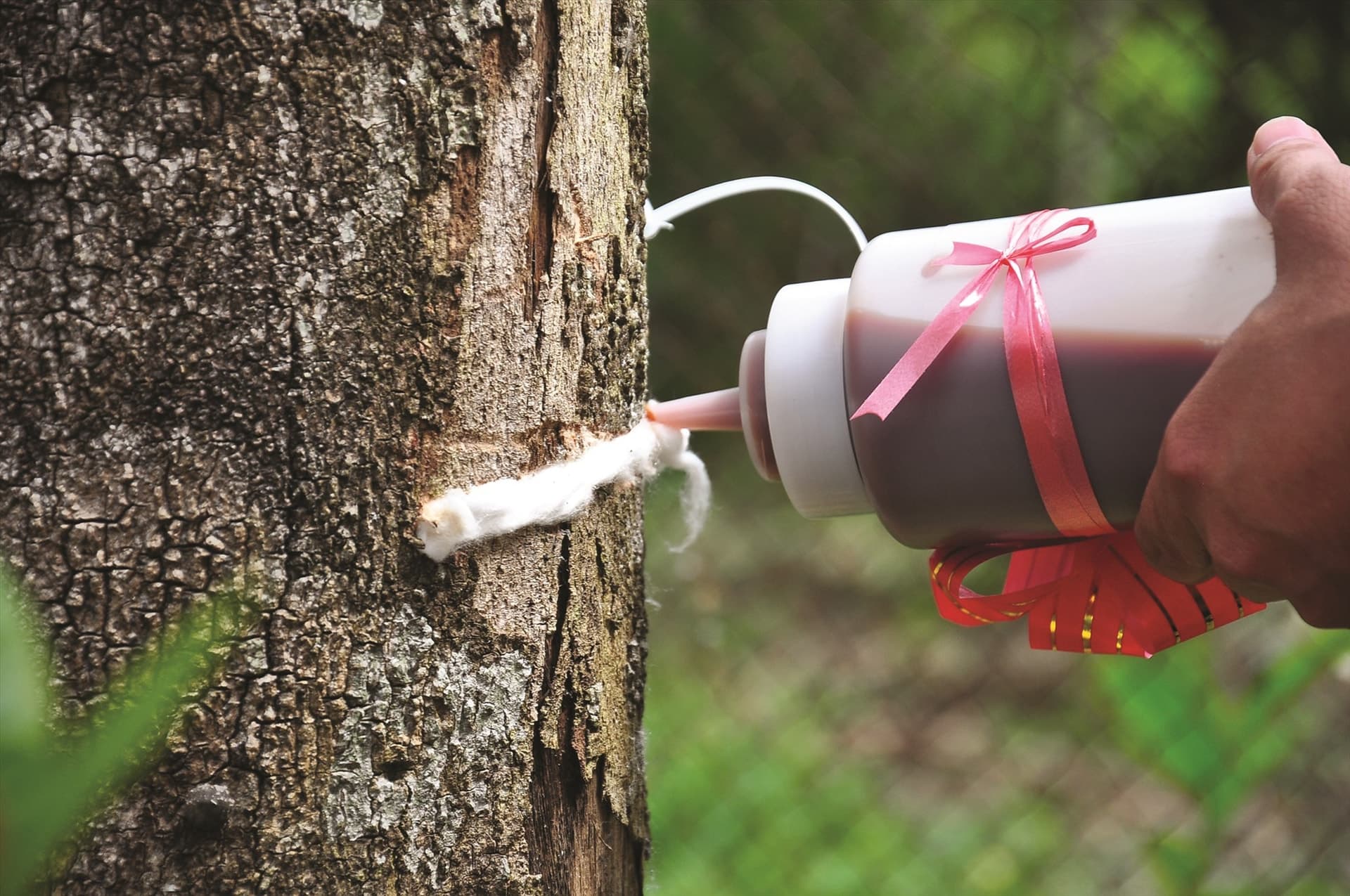 2. CẤY TRẦM - BÍ QUYẾT KHOA HỌC GẶP GỠ TRUYỀN THỐNG